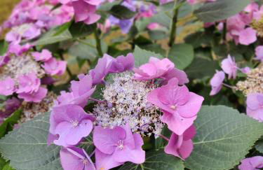 Ma Choupette - Foto 5