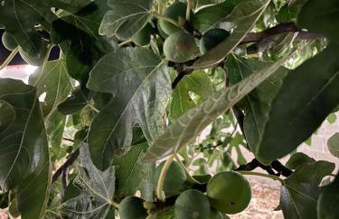 Vila Zagora - Foto 17