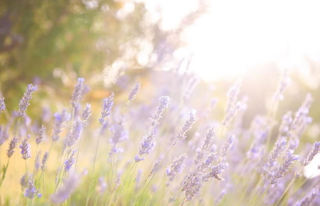 apartmani lavanda - Foto 45