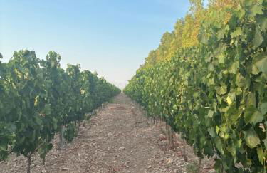 Bosco Elda - Foto 34