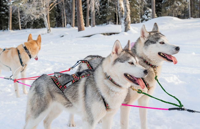 The Elegant Haistila - Foto 68