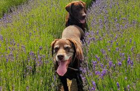 Ferienhaus Löwenherz - Foto 80