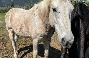 Agritur Girasole - Foto 80