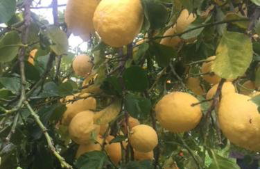 Stonehouse dome Lagadia - Photo 66