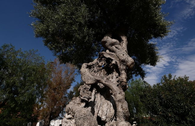 Masseria Maccarone - Photo 41