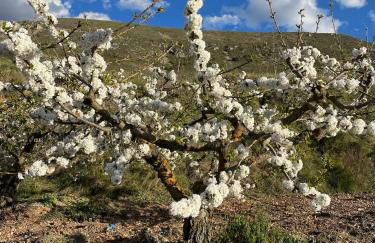 El Mirador de Benialfaqui, apartamento Els Olivers - Foto 36