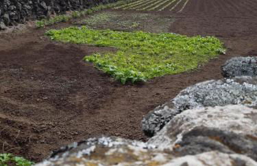 O Pomar do Gasparinho - Foto 26