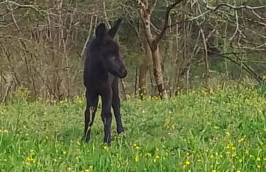 El Rinconin de Degu - Photo 38
