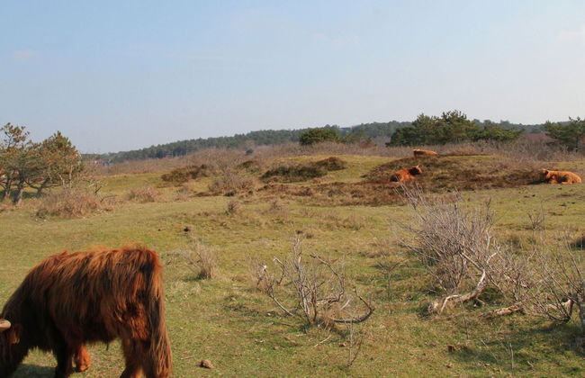 Comfortable Lodge With Dishwasher, in Bloemendaal - Foto 32