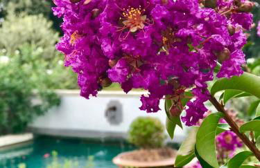 LES SANTOLINES - Studio Retro - Foto 16