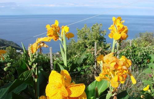 Case vacanza Reggimonti Cinque Terre - Foto 4