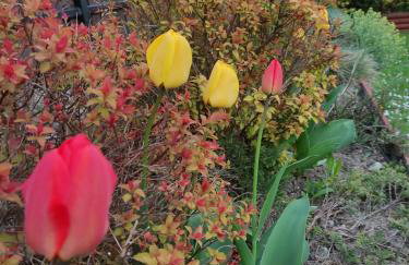 Dom wakacyjny - Foto 15