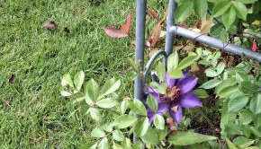 Haus Biber - altersgerechtes Ferienhaus am Niederrhein - - Foto 4, Garden