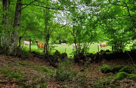 Casa Rural El Trineo de Campoo - Alto Campoo - Foto 44