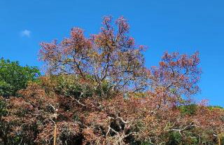 Sítio Wida Feliz - Foto 14