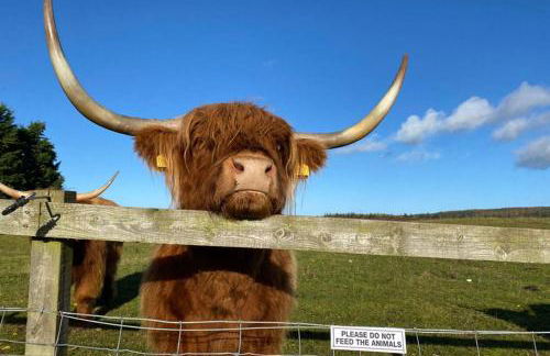 Glampods Glamping Pod - meet Highland Cows and Sheep Elgin - Foto 7