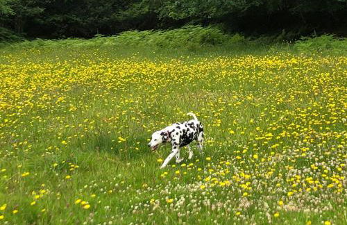 Rabbits ,1 bedroom, Dartmoor Hillside, Eco Hobbit style, Home - Foto 8