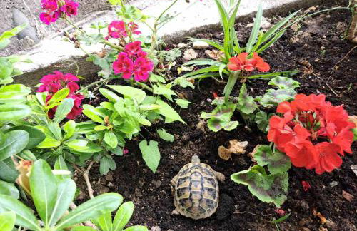 Apartment Blue Pearl - Foto 35