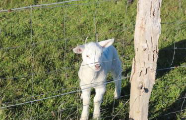 FeWo am Dorfteich - Foto 22