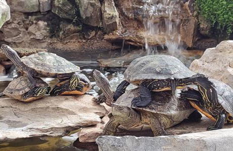 Zen Guest House - Museu do Bonsai - Foto 13