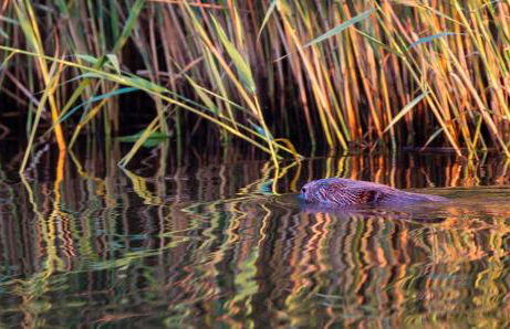 Haus an der Peene - Foto 8