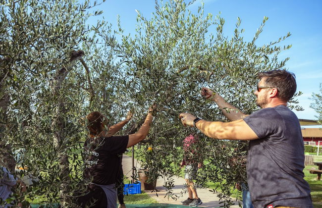 Agriturismo Podere Diacceroni - Foto 36