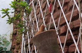 Casa clássica - Foto 6