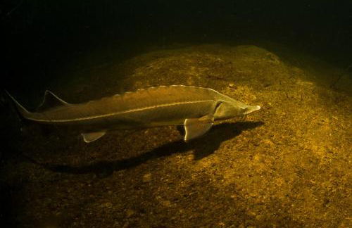 Ferienwohnung am Froser See - Foto 9