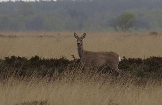 Cozy Chalet With a Decorative Fireplace - Foto 38