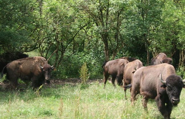 Nature Retreat for Families - Photo 40