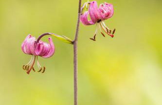 L'Orgelétaine : Grande Maison au milieu des Lacs du Jura - Foto 72
