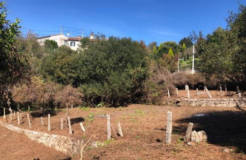 QUINTA do SOUTO BARCIADEMERA - Foto 58