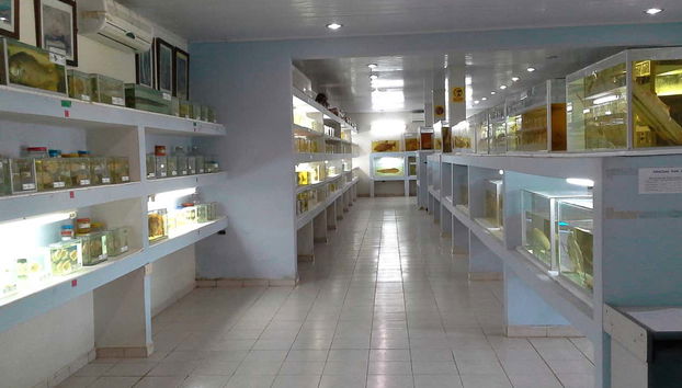 Collezione del Museo Ittico