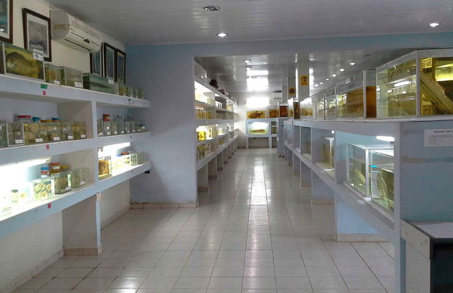 Fish Fauna Museum Tour in Beni - Foto 3
