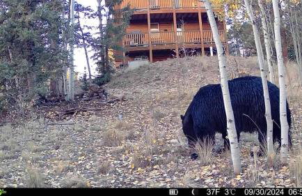 How would it feel to live close to the wildlife in a peaceful cozy cabin - Foto 4