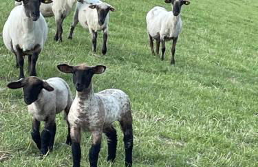 Ferienwohnung an der Ems 75100 - Foto 15