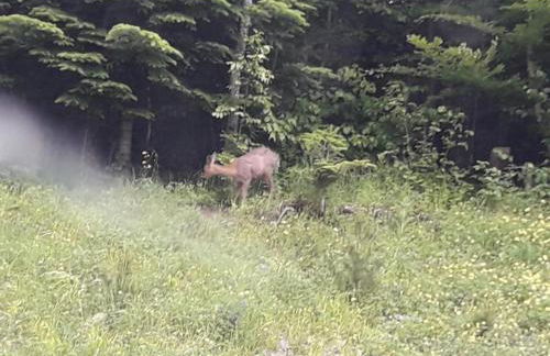 The family bienvenidos a Canfranc - Foto 32