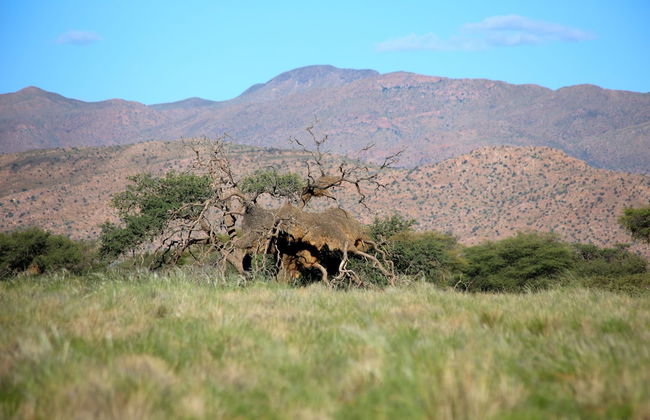 Solitaire Desert Farm - Foto 39