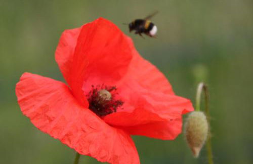 Haus Bernsteinchen - Foto 27