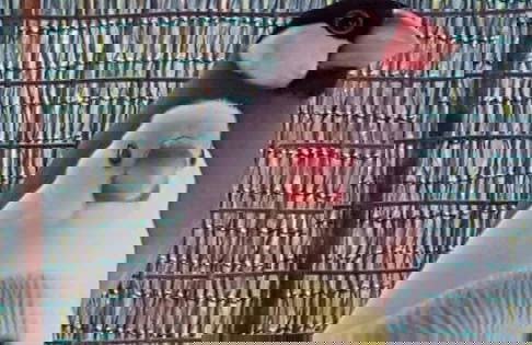 Farmhouse on an Olive Grove - Foto 17