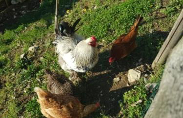 Agriturismo Fattoria didattica Il Macereto - Foto 53