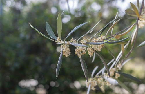 Vivienda rural del salado - Foto 69