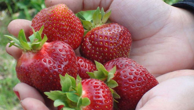 Learn about local cuisine