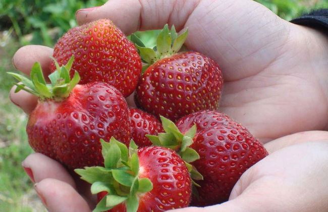 Île d'Orléans Electric Bike Tour - Photo 5
