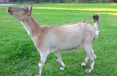 Agroturystyka u Chlebków - Photo 19