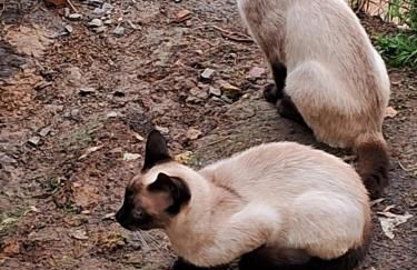 Chalés Recanto da Serra - Photo 17