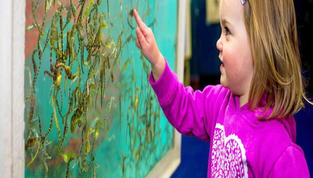 Visite Guidée du Monde des Hippocampes - Photo 5