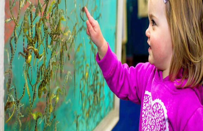 Tour Guiado pelo Mundo dos Cavalos-Marinhos - Foto 5