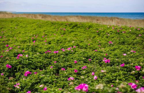 DER STÖRTEBEKER - "Apartment Dierhagen" Apartments hinter den Dünen - Foto 13