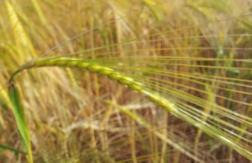 Casa Rural Basaula - Foto 60